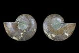 Agate Replaced Ammonite Fossil - Madagascar #166855-1